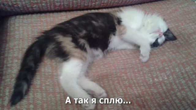 Котенок Аллочка - Как я готовлюсь ко сну смотреть онлайн