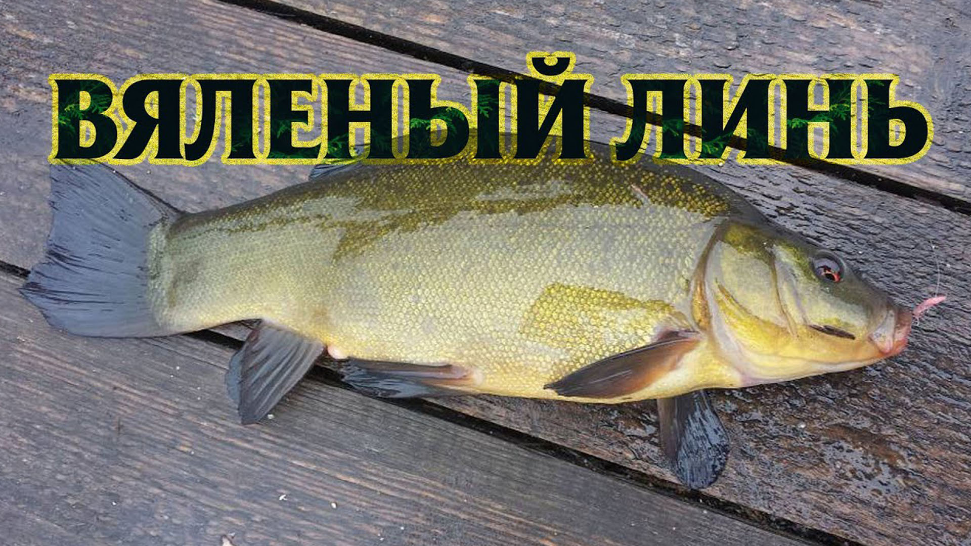 Вяленый линь - отменная закуска смотреть онлайн