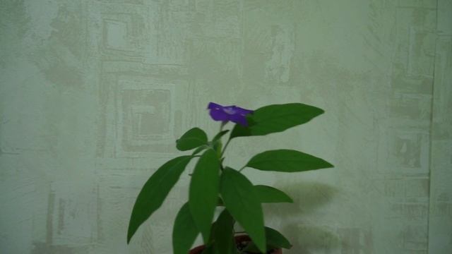 Руэллия (Ruellia) расцвела на 8 Марта :) смотреть онлайн
