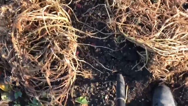 Harvesting oca (Oxalis tuberosa) смотреть онлайн