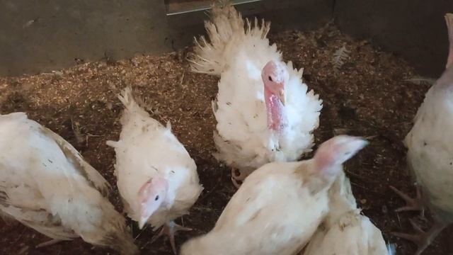 Индюки хайбрид конвертер проблемы в разном возрасте 13 недель 8 недель и 1 неделя корм для индюков смотреть онлайн