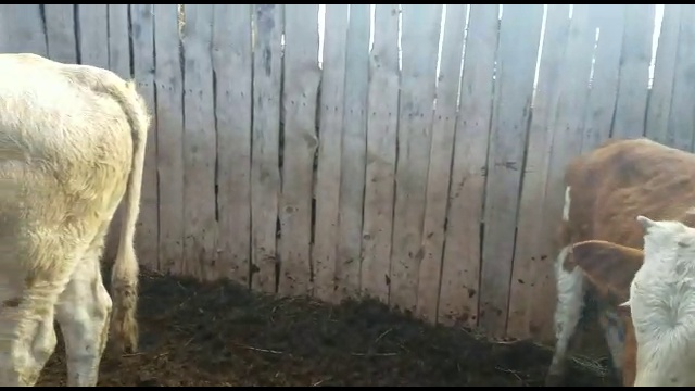 Продажа коров оптом смотреть онлайн