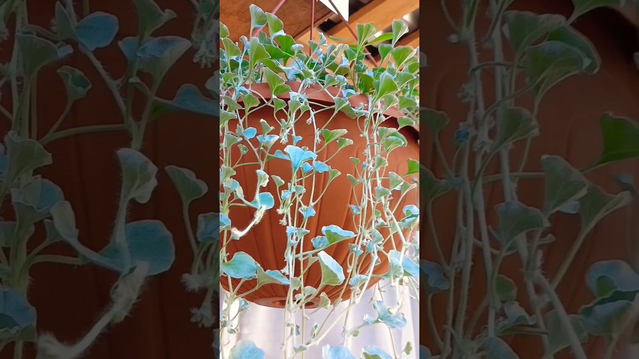 Вырастить дихондру для меня оказалось легко #garden #дом #flowers #gardening смотреть онлайн