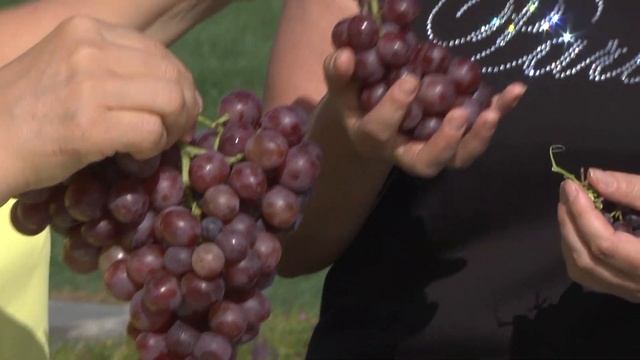 Дачные Советы с Галиной Старосельцевой новый выпуск от 26.08.21 ВИНОГРАД В САМАРСКОЙ ОБЛАСТИ смотреть онлайн