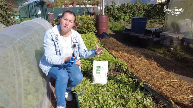 Когда убирать морковь и как подготовить грядки для следующего года смотреть онлайн