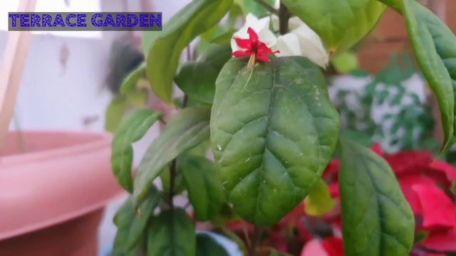 Bleeding Heart Vine (Clerodendrum Thomsoniae)|It Is A Wonderful Plant Itself By Terrace Garden