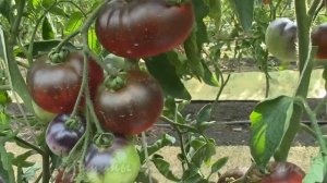 О сортах томатов ПРЕКРАСНЫЙ МЕЧТАТЕЛЬ