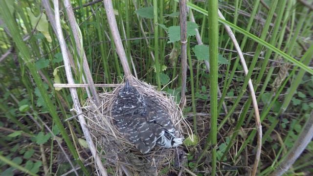 Кукушонок в гнезде 170621 3 болотной камышовки 24 июня 1 GP5+44k 5 смотреть онлайн