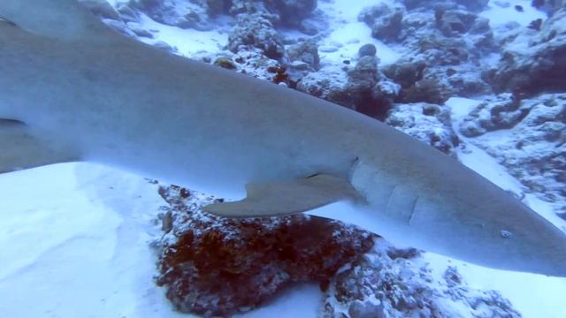 Scuba Dive Maldives Aboard Carpe Vita смотреть онлайн