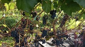 Виноград Вэлиант осенью в Ленинградской области