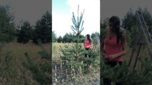 НИВАКИ..СВОИМИ РУКАМИ ИЗ СОСНЫ