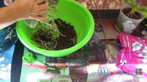 Пересадила орхидеи! Что делать с воздушными корнями?