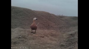 ОГАРЬ.Самая ОТЧАЯННАЯ и СМЕЛАЯ птица или дурная!!!???...