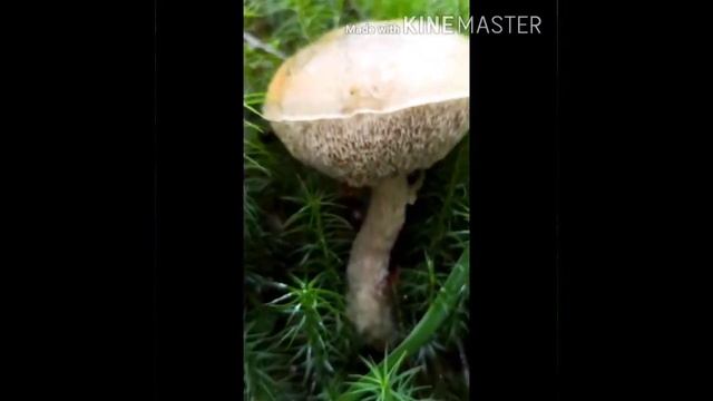 Гриб Обабок