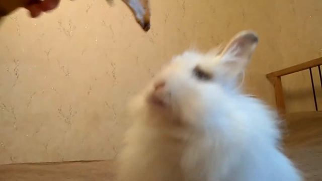 Кролик ест банан. Мимими няшка смотреть онлайн