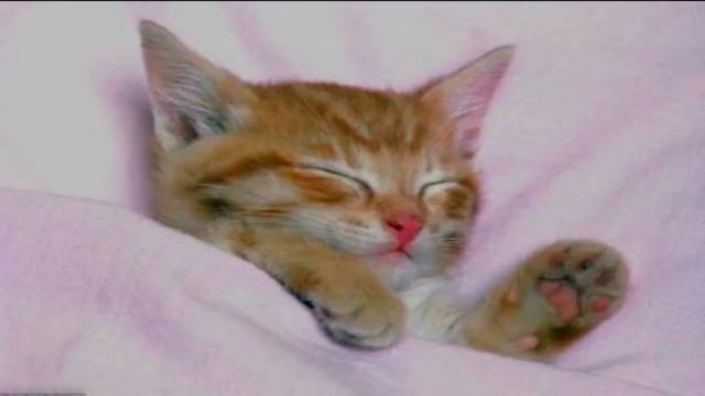 Музыка для домашних животных релакс!! смотреть онлайн