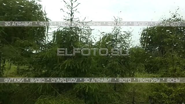 Футаж молодые ёлочки за стеклом под дождём смотреть онлайн
