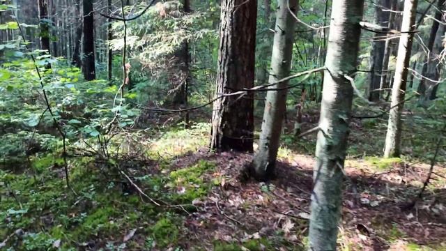 Грибы в августе / город тукумс / Латвия Прибалтика / Senes Tukums Latvija 4k смотреть онлайн