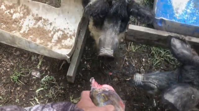 The unique eating preferences of Mangalitsa pigs! смотреть онлайн
