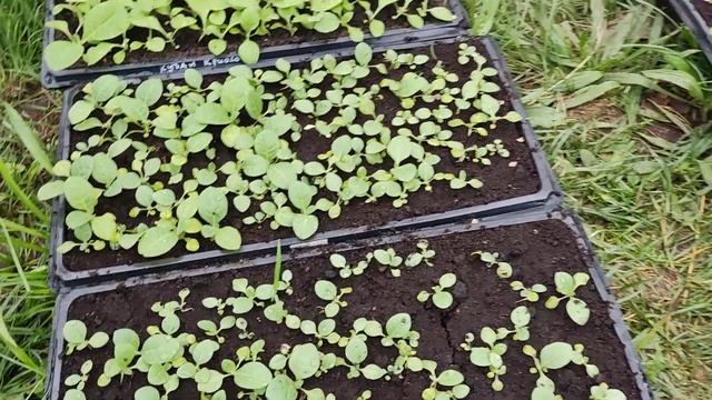 Антистресс НВ101 работает прекрасно смотреть онлайн