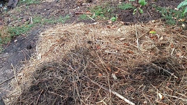 25.09.2022. Озимая картошка. Начало эксперимента. смотреть онлайн