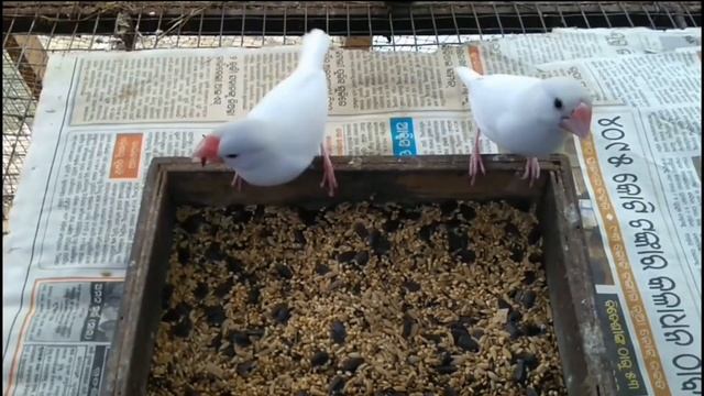 জাভা পাখির দাম | Java Bird Price In Bangladesh and India | Java Pakhir Dam смотреть онлайн