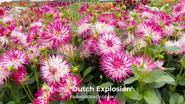 Dahlia 'Dutch Explosion' - FarmerGracy.co.uk смотреть онлайн