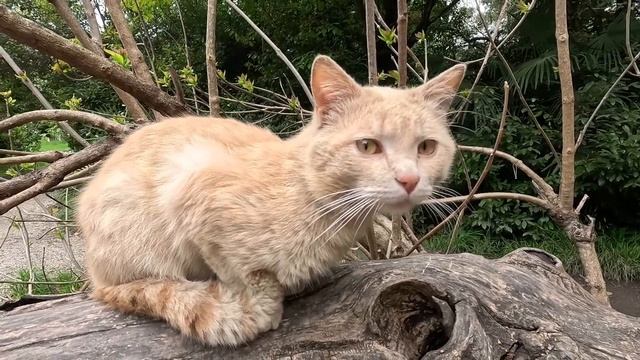Beautiful street cat / Красивый персиковый кот в парке смотреть онлайн
