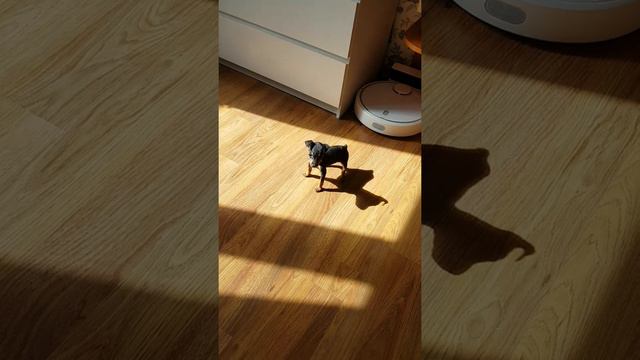 Цвергпинчер щенок наводит свои порядки смотреть онлайн