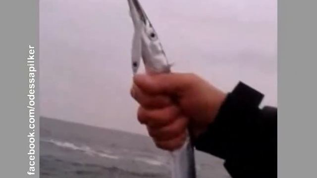 Уловистые приманки #сарган и другие хищные рыбы #Odessafishing #пилькер смотреть онлайн