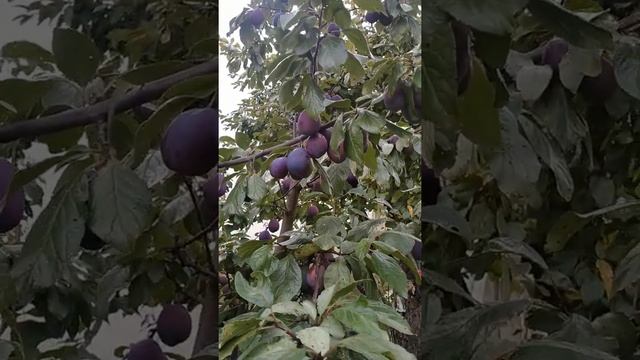 Слива Блю Фри. смотреть онлайн