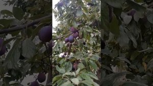 Слива Блю Фри.