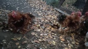 куры породы Кохинхин, карликовый