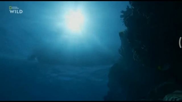 National Geographic WILD. Рыбалка на гигантов смотреть онлайн