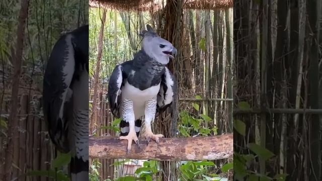 Harpy eagle-World's largest and biggest eagle ? #shorts смотреть онлайн