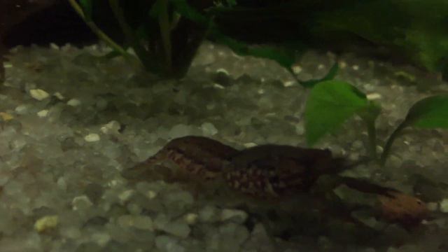 рак раздобыл еду смотреть онлайн