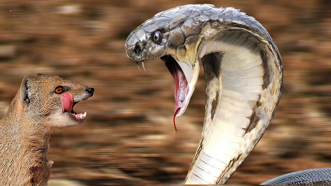 Мангуст заступился за Белку на которую напала Кобра! смотреть онлайн