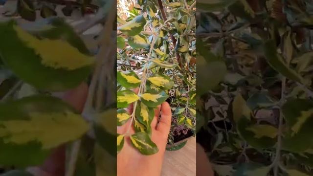 Metrosideros Kermadecensis 