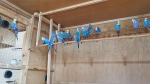 Обработка волнистых попугайчиков ,домиков и вольера от паразитов.