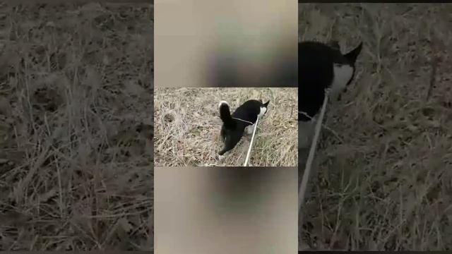 Дог-квест. Весёлый выгул собак в приюте смотреть онлайн