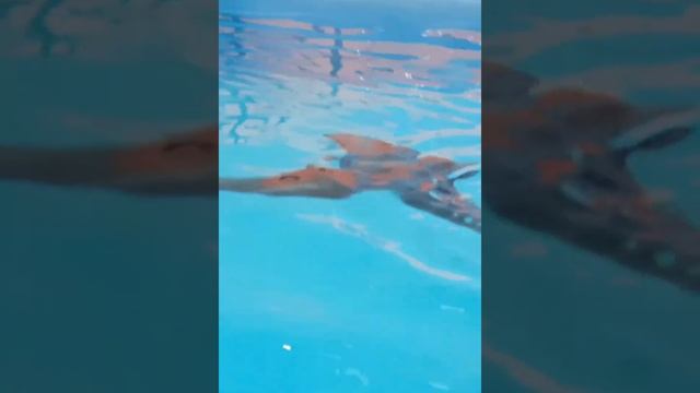 Любовь дельфинов❤смотрели как дельфины занимаются любовью❤Мы нестали долго подсматривать, ушли?? смотреть онлайн