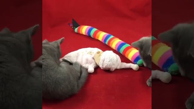 Vidéo Chaton Chartreux смотреть онлайн