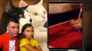 СМЕШНЫЕ КОТЫ не ХОТЯТ в ШКОЛУ после КАРАНТИНА! ЧЕЛЛЕНДЖ НЕ УЛЫБНИСЬ и ЗАСМЕЙСЯ Funny Cats Валеришка