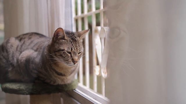 Видео фон для сайта - Кот | rowpost.com смотреть онлайн
