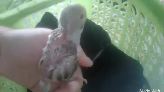 Нашли попугайчика 😱 смотреть онлайн