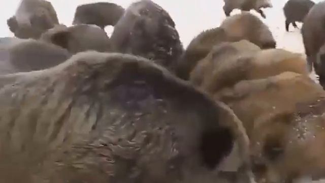 Вот так кормят кабанов. смотреть онлайн