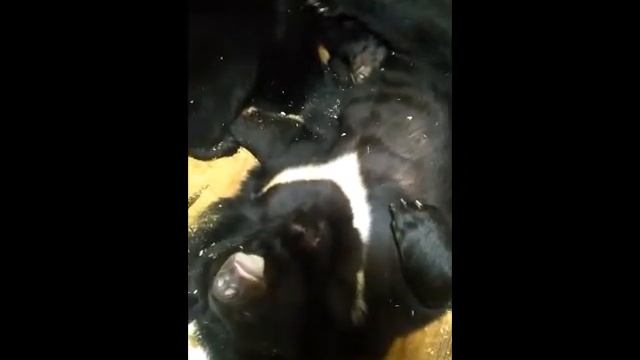 МЕДВЕДИ ТО ЛИ СДОХЛИ ТО ЛИ СПЯТ /дай лапу друг смотреть онлайн