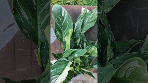 Спатифиллум diamond