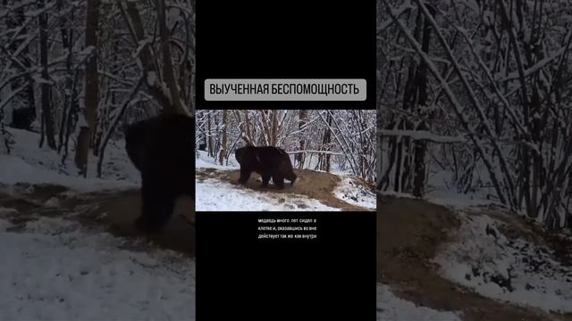 Выученная беспомощность