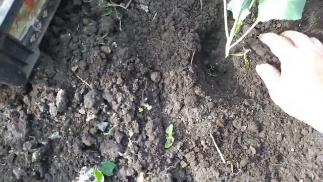 Высадка капусты в открытый грунт. смотреть онлайн